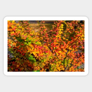 Orange red yellow green Berberis leaves background Sticker